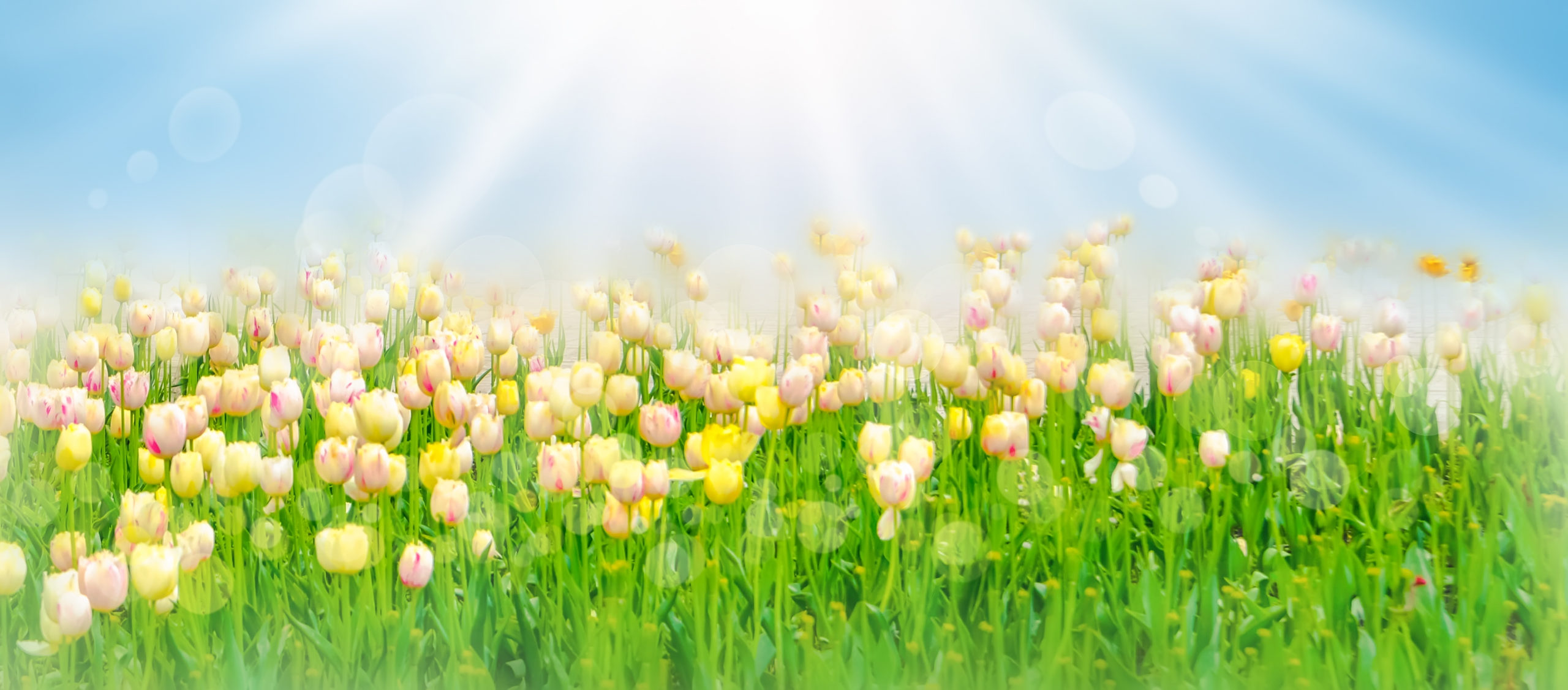 White And Yellow Beautiful Tulips Field In Spring Time With Sun